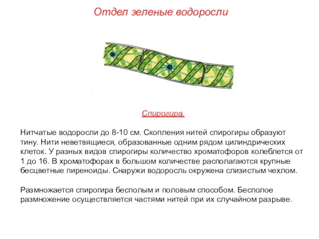 Спирогира. Нитчатые водоросли до 8-10 см. Скопления нитей спирогиры образуют тину. Нити