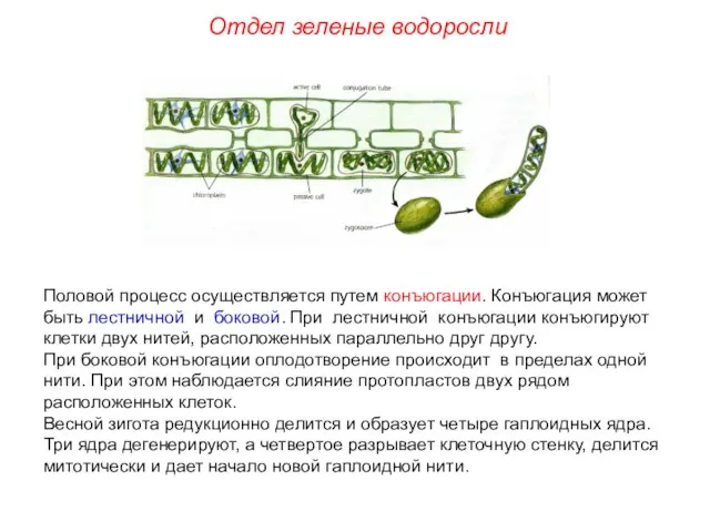 Половой процесс осуществляется путем конъюгации. Конъюгация может быть лестничной и боковой. При