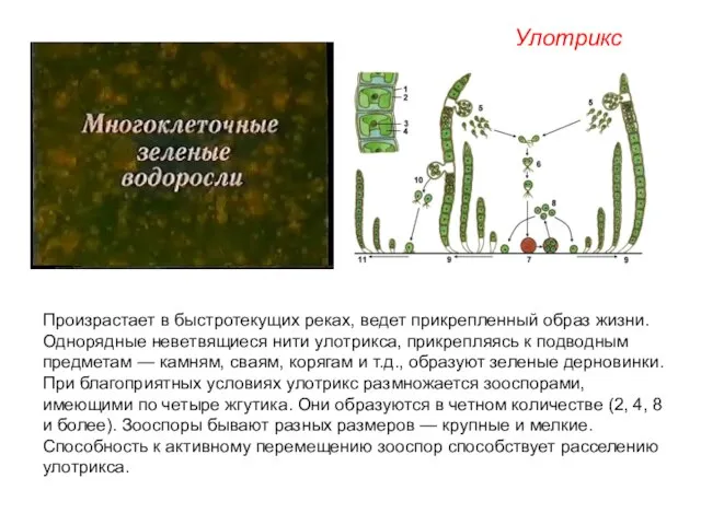 Произрастает в быстротекущих реках, ведет прикрепленный образ жизни. Однорядные неветвящиеся нити улотрикса,