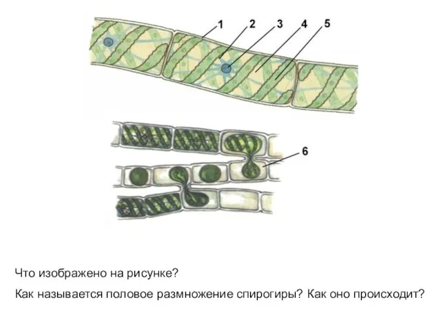 Что изображено на рисунке? Как называется половое размножение спирогиры? Как оно происходит?