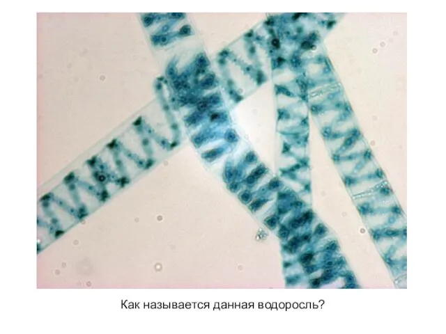 Как называется данная водоросль?