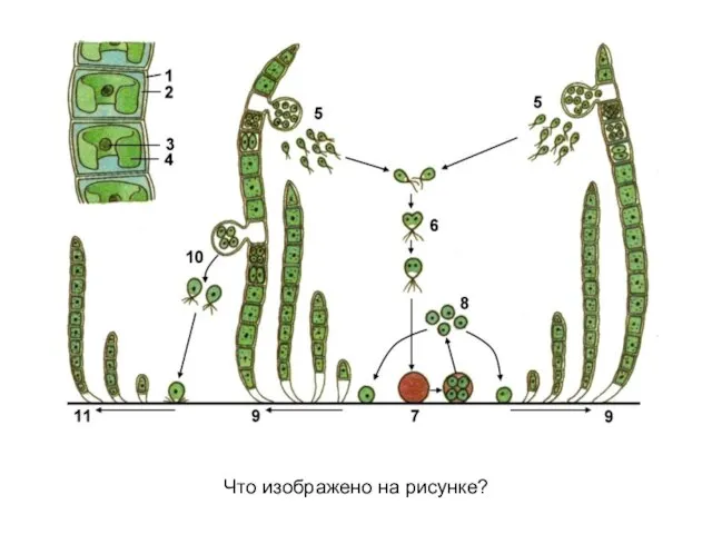 Что изображено на рисунке?