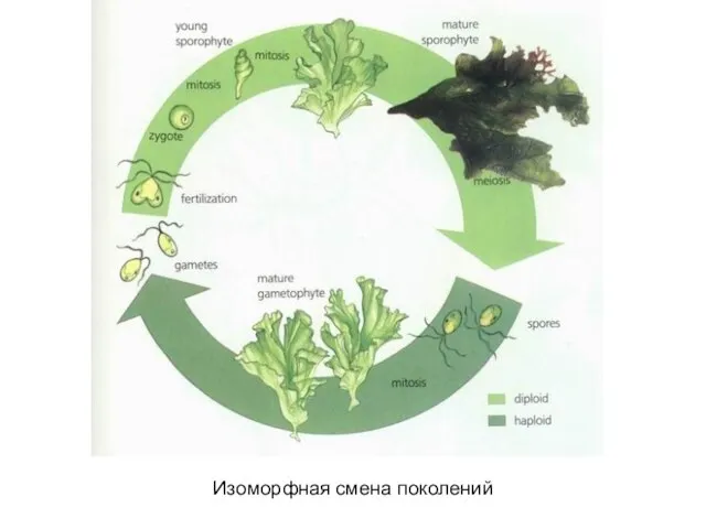 Изоморфная смена поколений