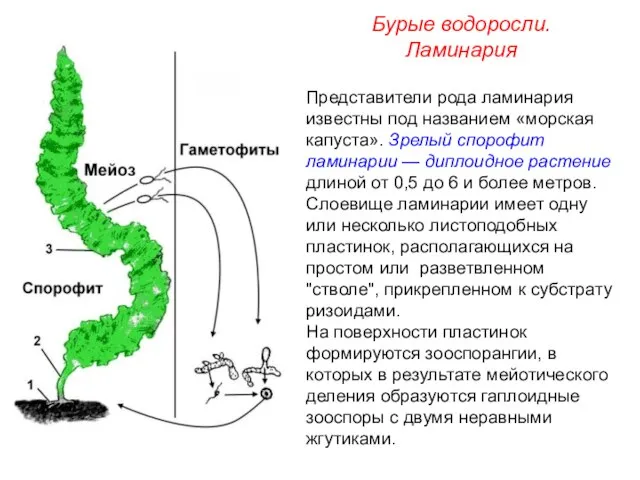 Представители рода ламинария известны под названием «морская капуста». Зрелый спорофит ламинарии —