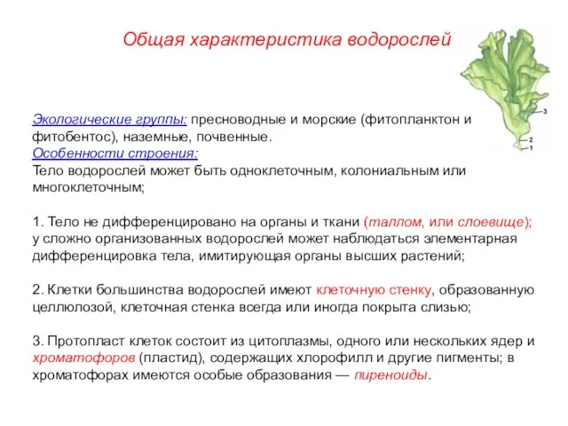 Экологические группы: пресноводные и морские (фитопланктон и фитобентос), наземные, почвенные. Особенности строения: