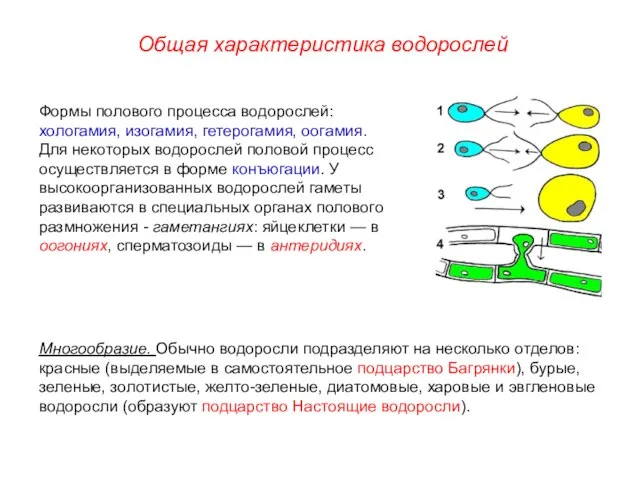 Формы полового процесса водорослей: хологамия, изогамия, гетерогамия, оогамия. Для некоторых водорослей половой