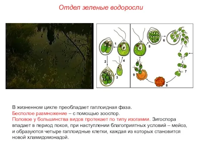 В жизненном цикле преобладает гаплоидная фаза. Бесполое размножение – с помощью зооспор.