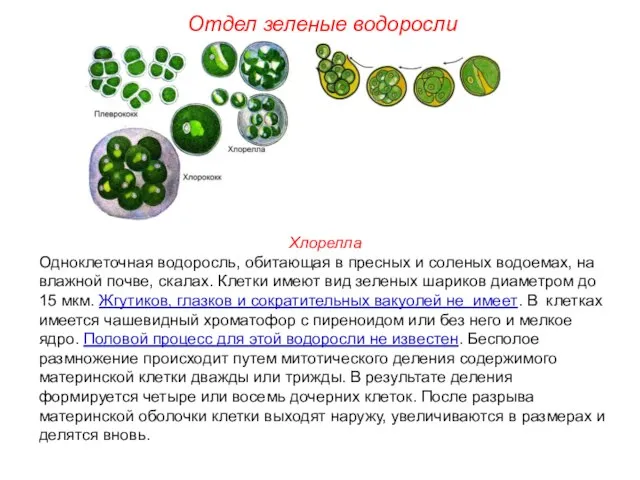 Хлорелла Одноклеточная водоросль, обитающая в пресных и соленых водоемах, на влажной почве,