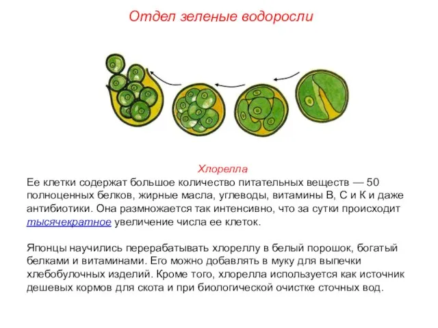 Хлорелла Ее клетки содержат большое количество питательных веществ — 50 полноценных белков,