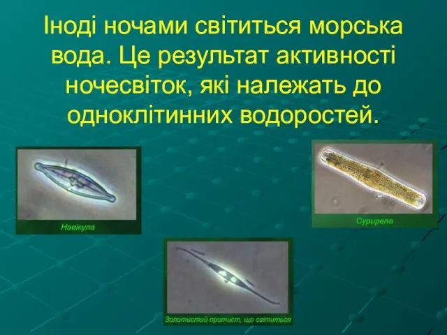 Іноді ночами світиться морська вода. Це результат активності ночесвіток, які належать до одноклітинних водоростей.