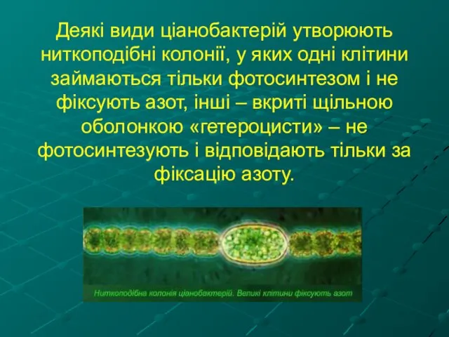 Деякі види ціанобактерій утворюють ниткоподібні колонії, у яких одні клітини займаються тільки