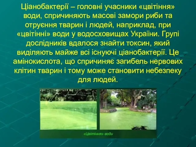 Ціанобактерії – головні учасники «цвітіння» води, спричиняють масові замори риби та отруєння