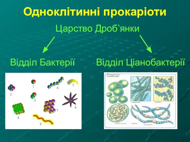 Одноклітинні прокаріоти Царство Дроб’янки Відділ Бактерії Відділ Ціанобактерії