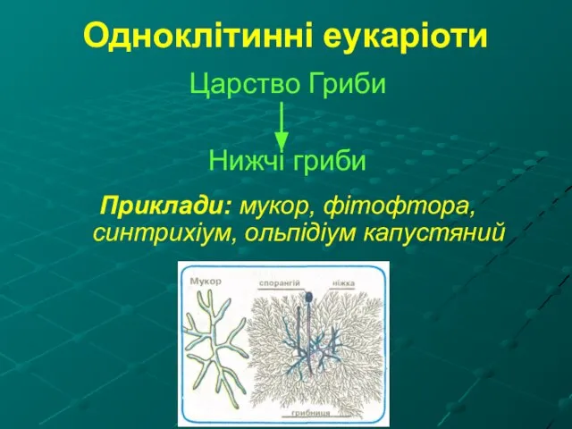 Одноклітинні еукаріоти Царство Гриби Нижчі гриби Приклади: мукор, фітофтора, синтрихіум, ольпідіум капустяний