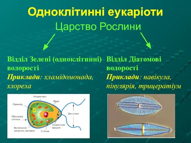 Одноклітинні еукаріоти Царство Рослини