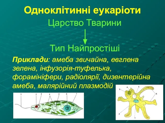 Одноклітинні еукаріоти Царство Тварини Тип Найпростіші Приклади: амеба звичайна, евглена зелена, інфузорія-туфелька,