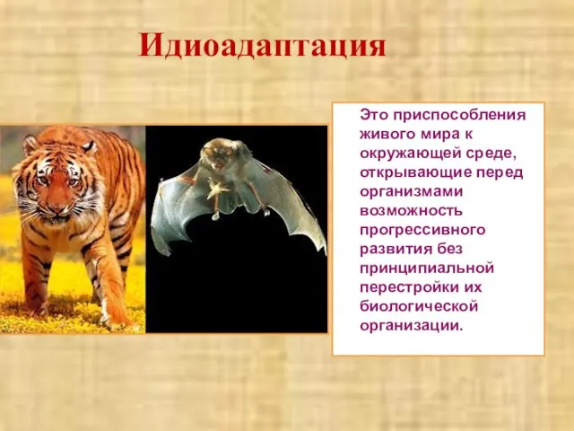 Идиоадаптация Это приспособления живого мира к окружающей среде, открывающие перед организмами возможность
