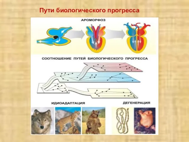 Пути биологического прогресса