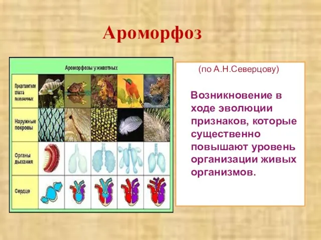 Ароморфоз (по А.Н.Северцову) Возникновение в ходе эволюции признаков, которые существенно повышают уровень организации живых организмов.