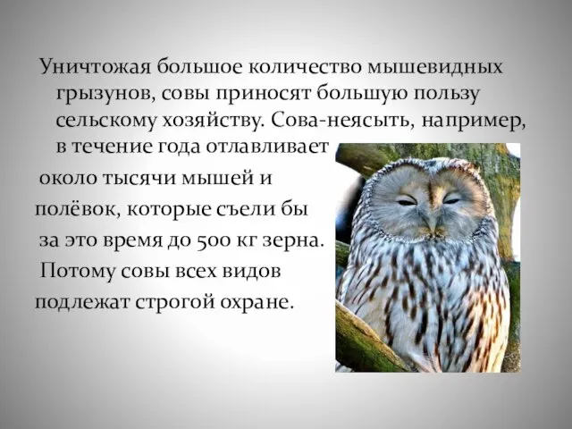 Уничтожая большое количество мышевидных грызунов, совы приносят большую пользу сельскому хозяйству. Сова-неясыть,