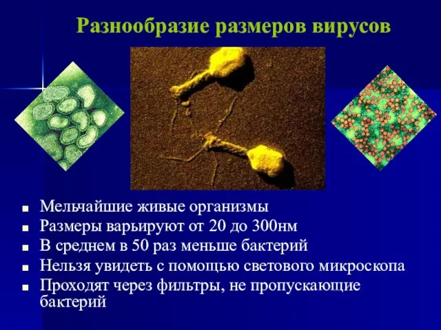 Разнообразие размеров вирусов Мельчайшие живые организмы Размеры варьируют от 20 до 300нм