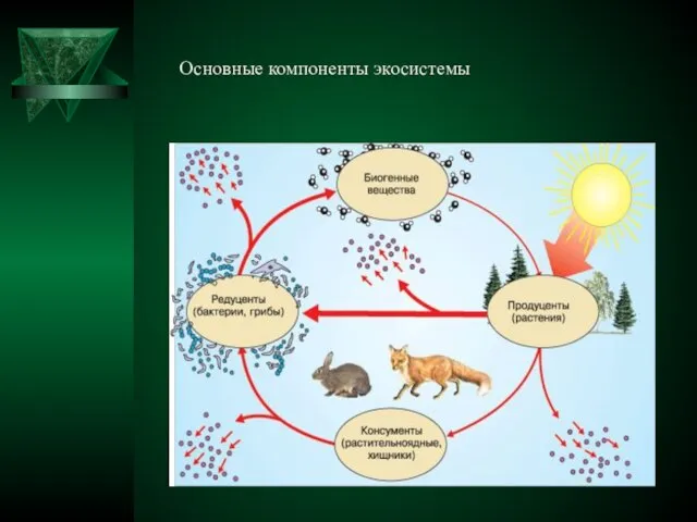 Основные компоненты экосистемы