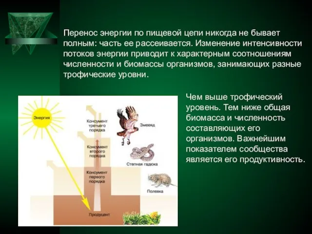 Перенос энергии по пищевой цепи никогда не бывает полным: часть ее рассеивается.