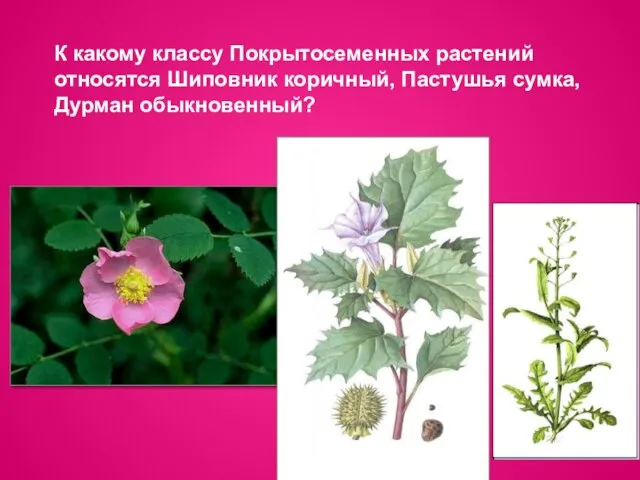 К какому классу Покрытосеменных растений относятся Шиповник коричный, Пастушья сумка, Дурман обыкновенный?