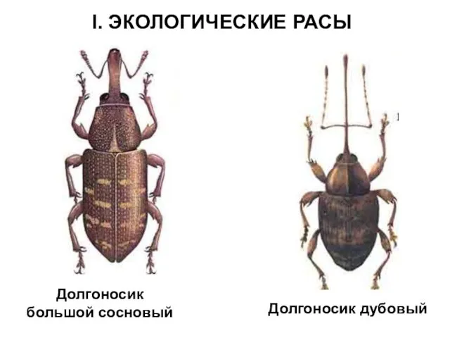 I. ЭКОЛОГИЧЕСКИЕ РАСЫ Долгоносик большой сосновый Долгоносик дубовый