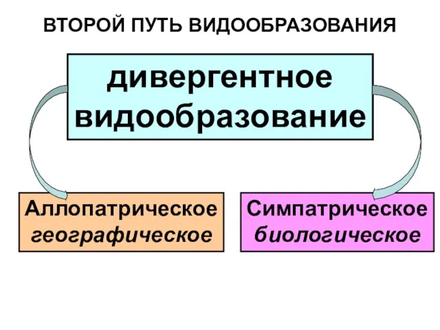 ВТОРОЙ ПУТЬ ВИДООБРАЗОВАНИЯ дивергентное видообразование Аллопатрическое географическое Симпатрическое биологическое