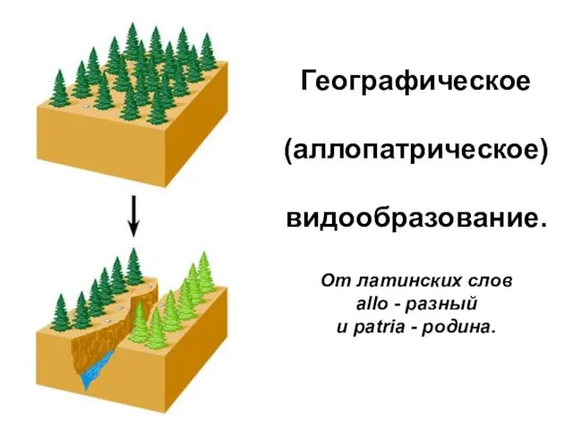 Географическое (аллопатрическое) видообразование. От латинских слов allo - разный и patria - родина.