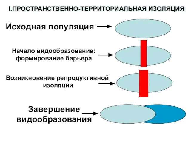 I.ПРОСТРАНСТВЕННО-ТЕРРИТОРИАЛЬНАЯ ИЗОЛЯЦИЯ Исходная популяция Начало видообразование: формирование барьера Возникновение репродуктивной изоляции Завершение видообразования