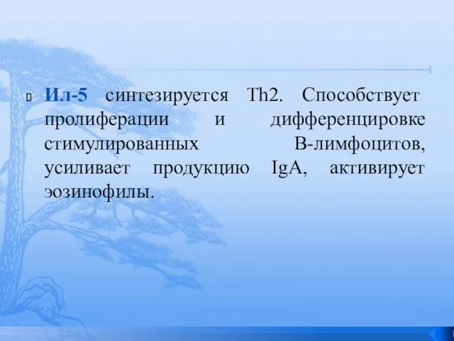 Ил-5 синтезируется Th2. Способствует пролиферации и дифференцировке стимулированных В-лимфоцитов, усиливает продукцию IgA, активирует эозинофилы.