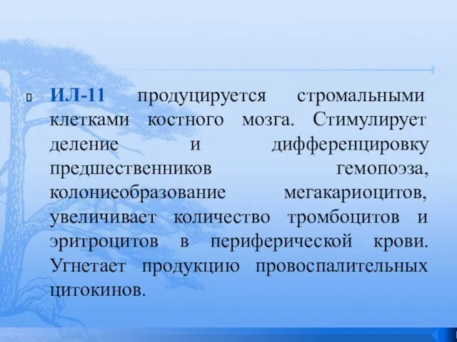 ИЛ-11 продуцируется стромальными клетками костного мозга. Стимулирует деление и дифференцировку предшественников гемопоэза,