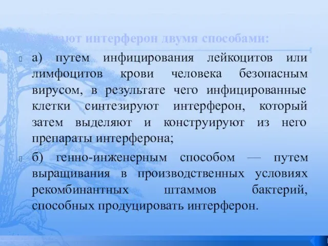 Получают интерферон двумя способами: а) путем инфицирования лейкоцитов или лимфоцитов крови человека