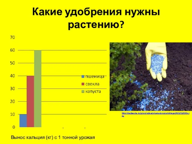 Какие удобрения нужны растению? http://mediasubs.ru/group/uploads/sa/sadovodom/image2/E0ZGZjODc.jpg Вынос кальция (кг) с 1 тонной урожая