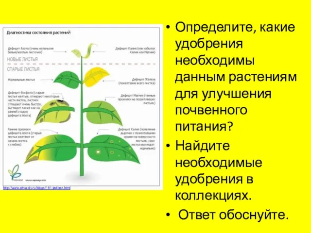 Определите, какие удобрения необходимы данным растениям для улучшения почвенного питания? Найдите необходимые