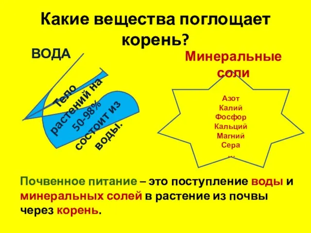 Какие вещества поглощает корень? Тело растений на 50-98% состоит из воды. Азот