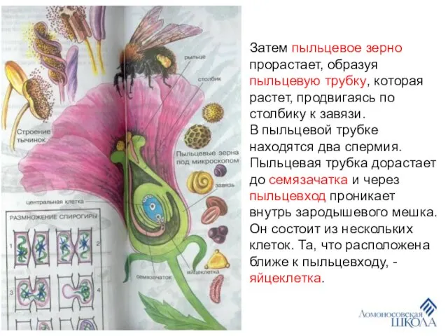 Затем пыльцевое зерно прорастает, образуя пыльцевую трубку, которая растет, продвигаясь по столбику