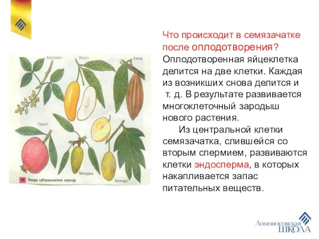 Что происходит в семязачатке после оплодотворения? Оплодотворенная яйцеклетка делится на две клетки.