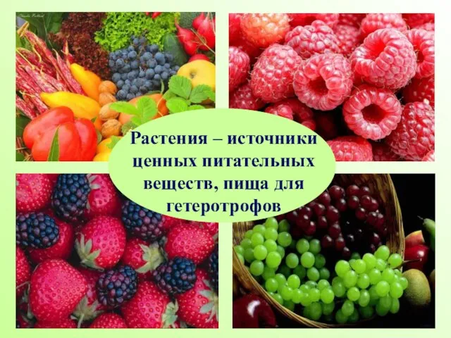 Растения – источники ценных питательных веществ, пища для гетеротрофов