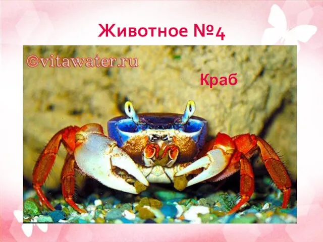 Животное №4 Краб