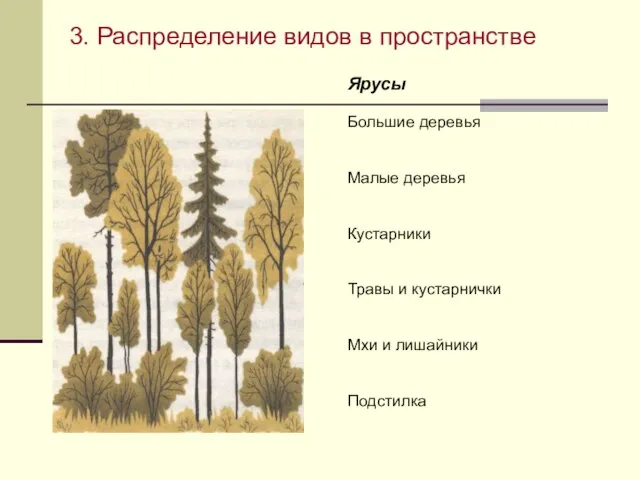 3. Распределение видов в пространстве 3. Пространственная структура сообщества Работа с рис.