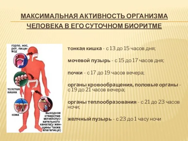 Максимальная активность организма человека в его суточном биоритме тонкая кишка - с