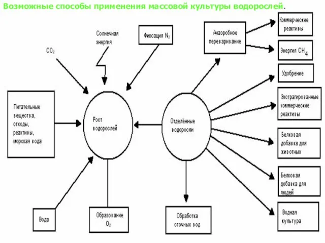 Возможные способы применения массовой культуры водорослей. Возможные способы применения массовой культуры водорослей.