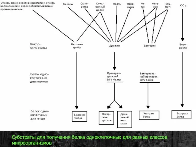 Субстраты для получения белка одноклеточных для разных классов микроорганизмов. Субстраты для получения