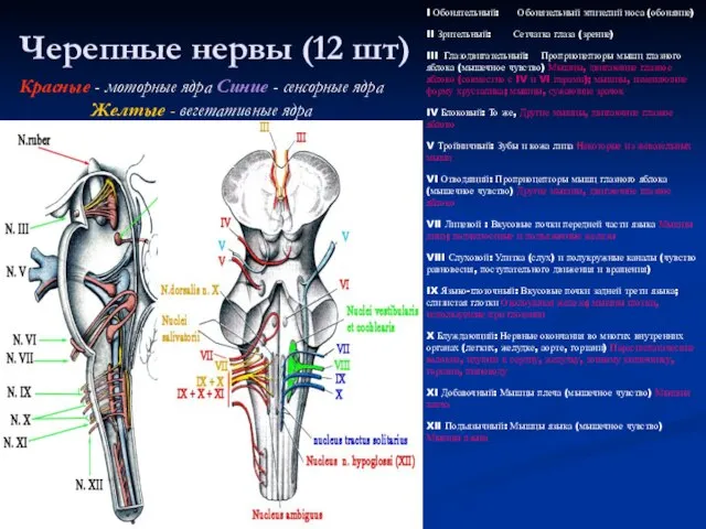 Черепные нервы (12 шт) Красные - моторные ядра Синие - сенсорные ядра