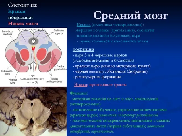 Средний мозг Состоит из: Крыши покрышки Ножек мозга Ножки: проводящие тракты ядро