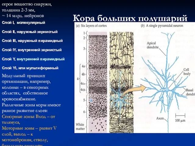 Кора больших полушарий Слой I, молекулярный Слой II, наружный зернистый Слой III,