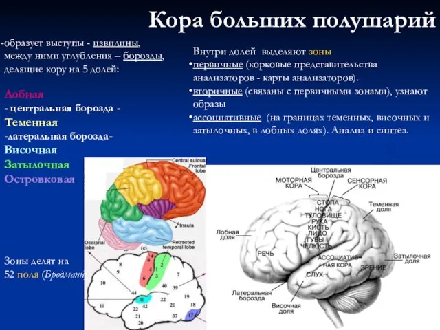 Кора больших полушарий образует выступы - извилины, между ними углубления – борозды,